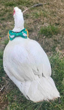 Load image into Gallery viewer, St. Patricks Duck! pet bow tie  available in large size with Velcro closure