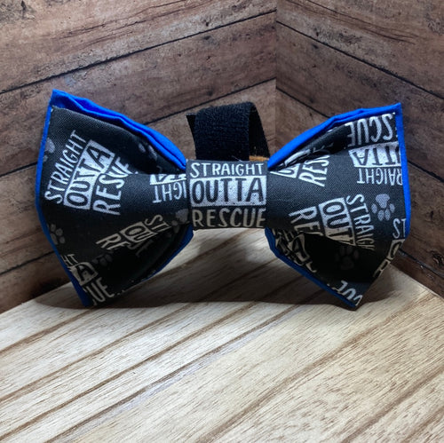 Straight Outta, rescue pet Bowtie