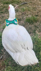 St. Patricks Duck! pet bow tie  available in large size with Velcro closure
